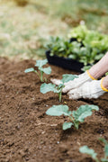 Grow Your Own Groceries - Small Bundle