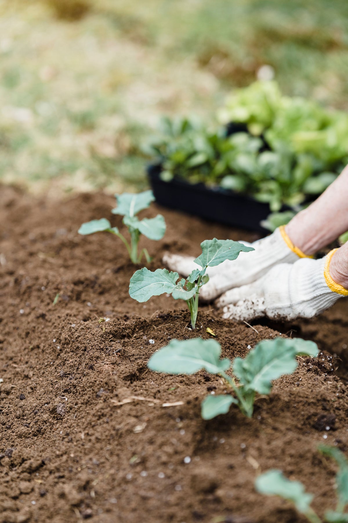 Grow Your Own Groceries - Small Bundle