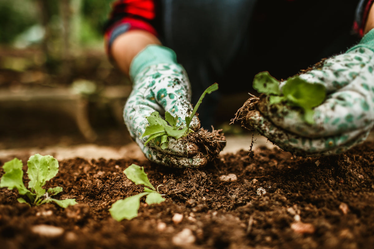 Grow Your Own Groceries - Medium Bundle